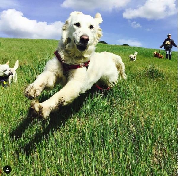Doggy Lama Pet Care - pet boarding facility in Oakland, CA