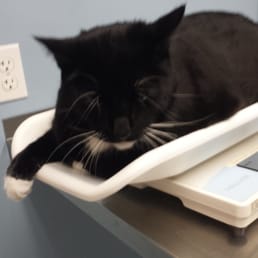 Henry Rollins, my fat cat(25lbs - the vet didn't believe me at first!). Yea, he's on a diet now... the vet wants him at ~18lbs. Henry Rollins, my fat cat(25lbs - the vet didn't believe me at first!). Yea, he's on a diet now... the vet wants him at ~18lbs.