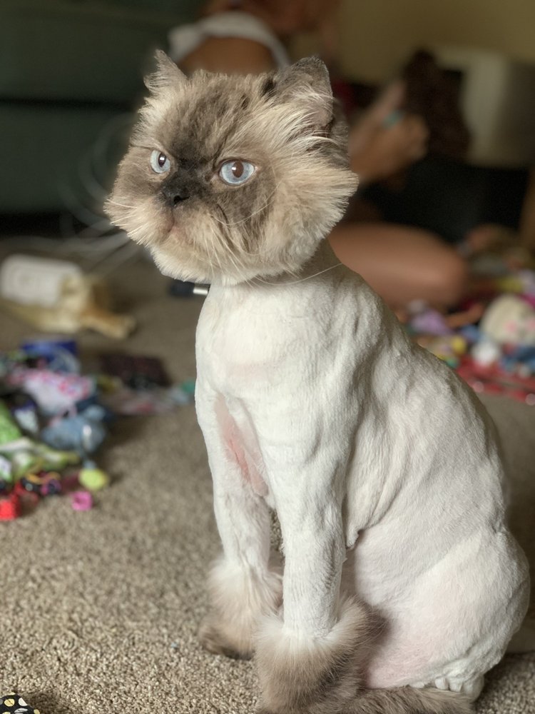 LA MIA BELLA PET SALON Updated September 2024 54 Photos & 88 Reviews 3778 County Rd 123