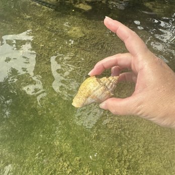 Paddle The Florida Keys - Hermit crab! We also saw a conch :) - Rafting/Kayaking Near Me - Tavernier, Florida