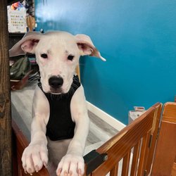 Puppers & Hairballs