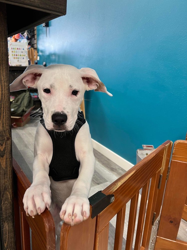 Puppers & Hairballs Image