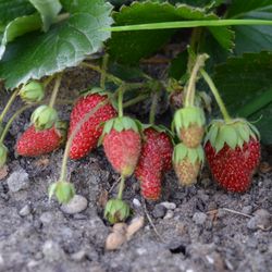 Ode'mini Giizis Coffee Co and Cafe - Growing wild strawberries for future food retail.