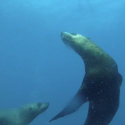 Underwater Safaris