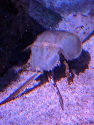 SEA LIFE San Antonio by null