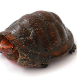 Audubon Society of Rhode Island - Wood carving of bog turtle.