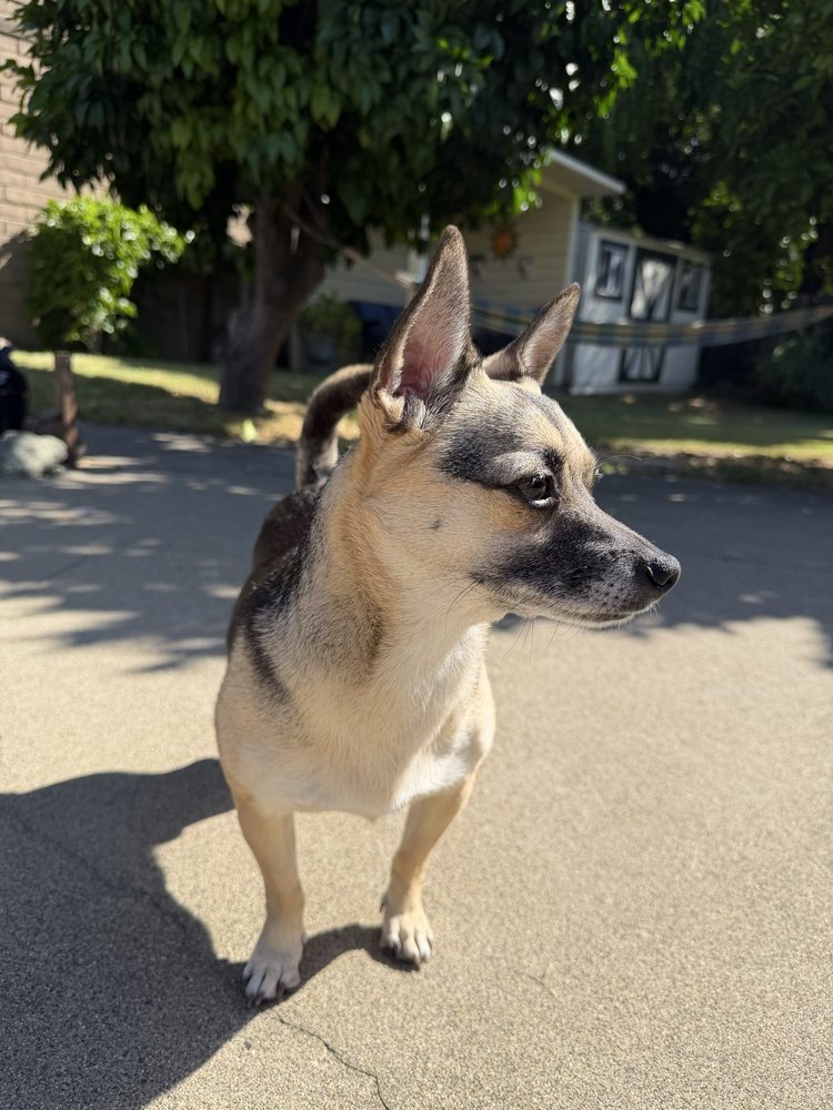 Julius & Co - pet boarding facility in Sacramento, CA