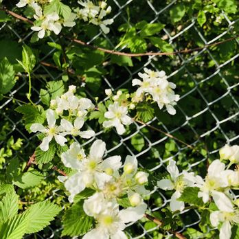 Mountain Creek Park - Flowers on the fence early May, 2022 --Saw-Tooth Blackberry - Hiking Near Me - Chattanooga, Tennessee Mountain Creek Park - Flowers on the fence early May, 2022 --Saw-Tooth Blackberry - Hiking Near Me - Chattanooga, Tennessee