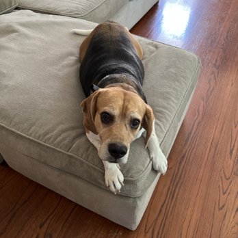 Fresh Paws - Pet Groomers Near Me - Studio City, California