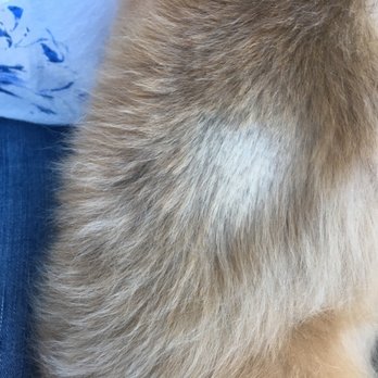 Dee-O-Gee - Pet Stores Near Me - Bozeman, Montana