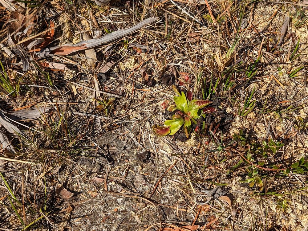 Stanley Rehder Carnivorous Plant Garden
