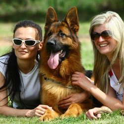 Dawn Hoppe K9 - Hana & Nikole with Gamp ! German Shepherds like this are available for Sale !
