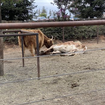 Bishop's Pumpkin Farm - Cow with head stuck upside down, injured hours earlier according to staff. - Christmas Trees Near Me - Wheatland, California