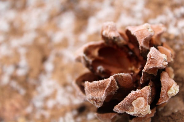 South Rim Trail by null