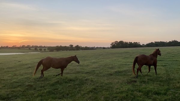 Rockin’ Star Ranch by null