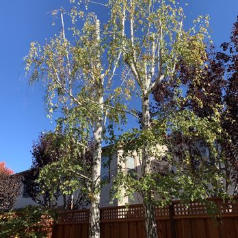 4 Seasons Tree Services - After trimming - Tree Services Near Me 4 Seasons Tree Services - After trimming - Tree Services Near Me