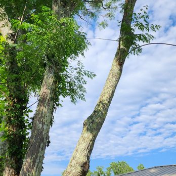 Schneider Tree Care - China berry split. They braced it. - Tree Services Near Me - Taylors, South Carolina Schneider Tree Care - China berry split. They braced it. - Tree Services Near Me - Taylors, South Carolina