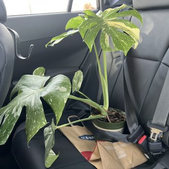 Jericho Nursery - Thai monstera - Nurseries & Gardening Near Me - Albuquerque, New Mexico
