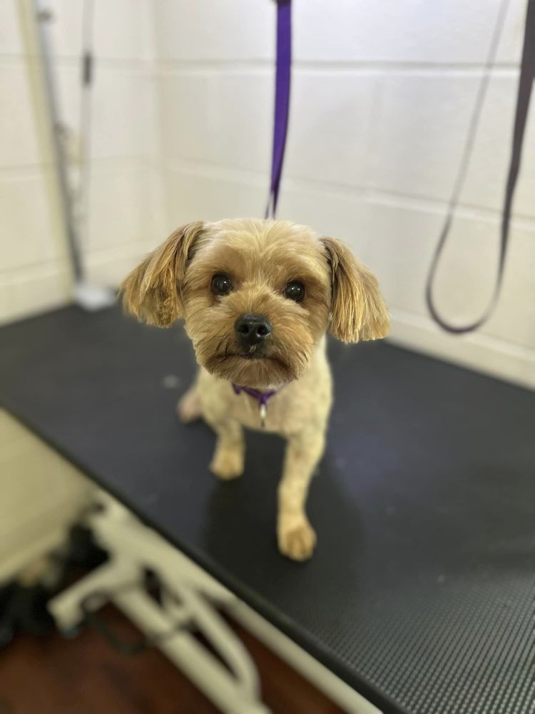 MEMA’S GROOMING & BOARDING Updated July 2024 13 Photos 4613 Guess Rd, Durham, North