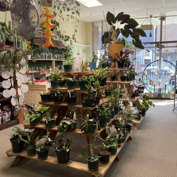 Golden State Succulents - So many plants to add to your home and everything was competitively priced - Florists Near Me - Fortuna, California Golden State Succulents - So many plants to add to your home and everything was competitively priced - Florists Near Me - Fortuna, California