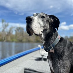 All Paws Allowed - Hugo the gentle giant