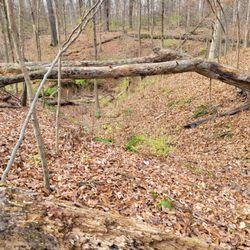 Johnson Nature Preserve - Hazelwood Botanical Preserve section