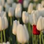 Photo of Harrison Tulip Festival by Onos Farms