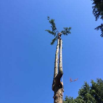 Rich Ternan Tree Service - a tree being pruned - Tree Services Near Me - Deming, Washington Rich Ternan Tree Service - a tree being pruned - Tree Services Near Me - Deming, Washington