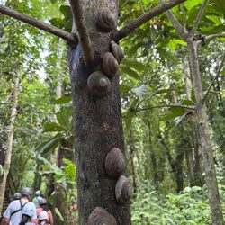 JungleQui Zip Line Park - Some interesting snails (?) we spotted