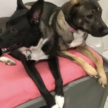 A Dog's World - Pet Groomers Near Me - Littleton, Colorado A Dog's World - Pet Groomers Near Me - Littleton, Colorado