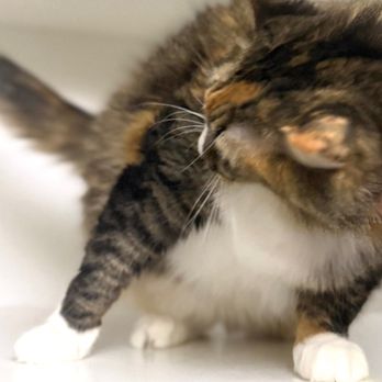 The Cat's Meow Inn - Pet Boarding Near Me