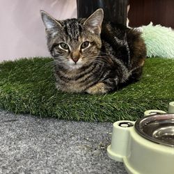 Whiskers Cat Cafe