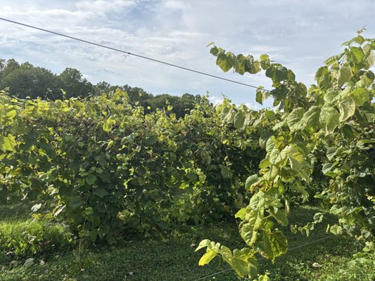 Sarah's Vineyard by null