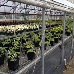 Pardee Rose Garden - The greenhouses