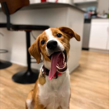 Neighborhood Veterinary Care - Veterinarians Near Me - Murray, Utah