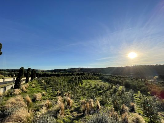 Gold Ridge Organic Farms by null