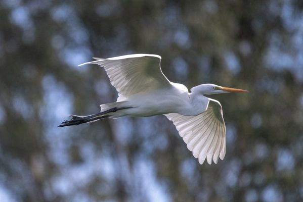 Sepulveda Basin Wildlife Reserve by null