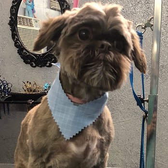 CANDY PET PALACE & MORE - Pet Groomers Near Me - Gatesville, Texas CANDY PET PALACE & MORE - Pet Groomers Near Me - Gatesville, Texas