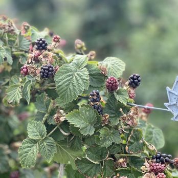 Graysmarsh Farm U-Pick - Blackberries IG: @ohmyono - Pick Your Own Farms Near Me - Sequim, Washington Graysmarsh Farm U-Pick - Blackberries IG: @ohmyono - Pick Your Own Farms Near Me - Sequim, Washington
