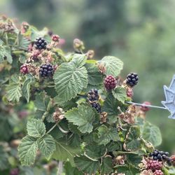 Graysmarsh Farm U-Pick - Blackberries  IG: @ohmyono