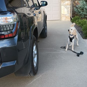 Adventures In Pet Sitting - Car Ride Please - Dog Walkers Near Me Adventures In Pet Sitting - Car Ride Please - Dog Walkers Near Me