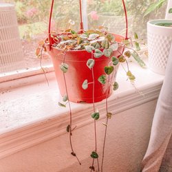 local gardens plant shop - Strings of Hearts