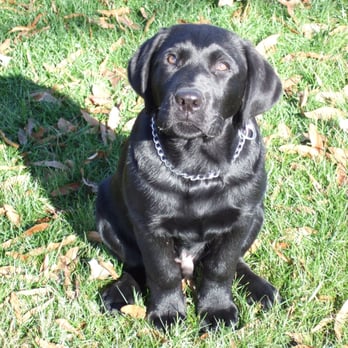 The Polished Pooch - Pet Training Near Me - Collierville, Tennessee The Polished Pooch - Pet Training Near Me - Collierville, Tennessee