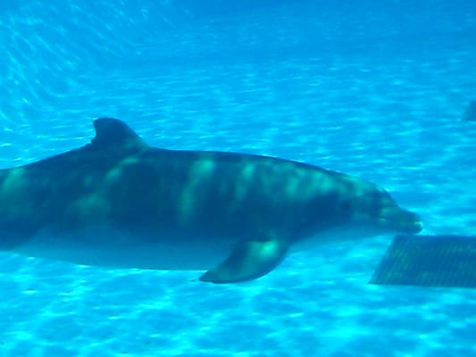 Aquarium of Veracruz by null