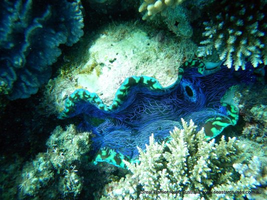 Passions of Paradise - Great Barrier Reef Tours Cairns by null