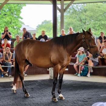 Kentucky Horse Park - Millionaire Pacer. 109 races. Won most. Worth millions. - Parks Near Me - Lexington, Kentucky Kentucky Horse Park - Millionaire Pacer. 109 races. Won most. Worth millions. - Parks Near Me - Lexington, Kentucky