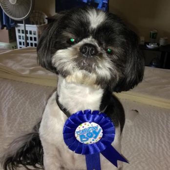 Penelope's Pet Grooming - Pet Groomers Near Me - Waco, Texas Penelope's Pet Grooming - Pet Groomers Near Me - Waco, Texas