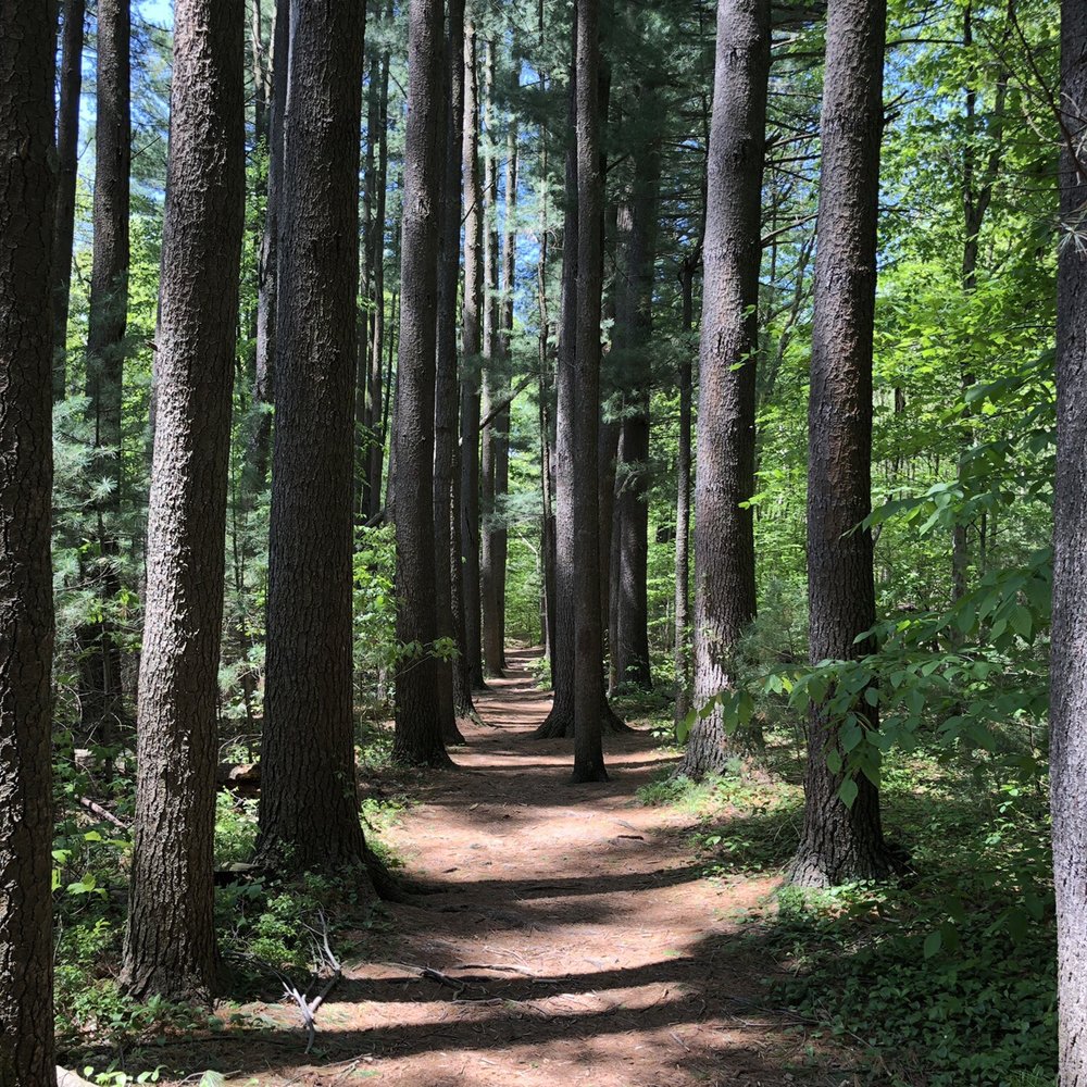 Crandall Park - I call this "the hallway" - Parks Near Me - Tolland, Connecticut