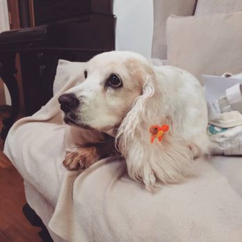 Healthy Pets Veterinary Services - I can rest assured knowing she is happy and healthy - Veterinarians Near Me - Brooklyn, New York