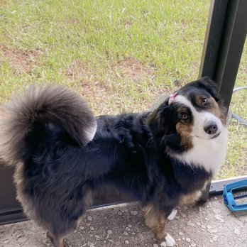 Pecas Grooming Salon - Poppy - Pet Groomers Near Me - Sanford, Florida